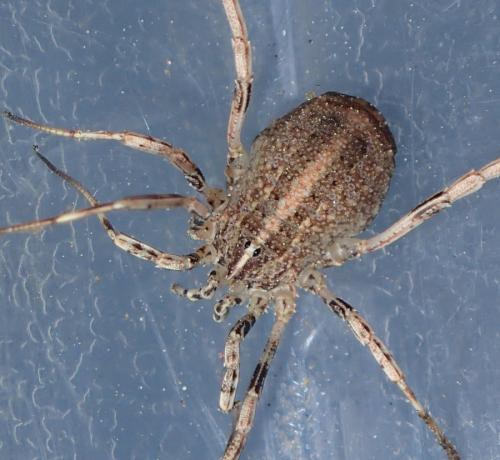 Odiellus duriusculus
